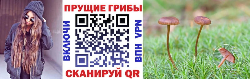 Псилоцибиновые грибы мухоморы  купить  цена  Красноярск 